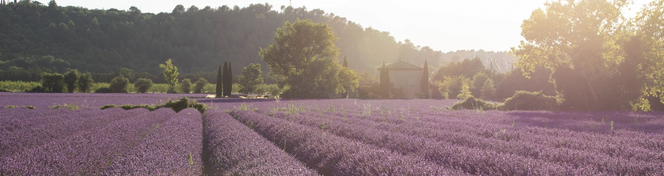 lavande provence luberon