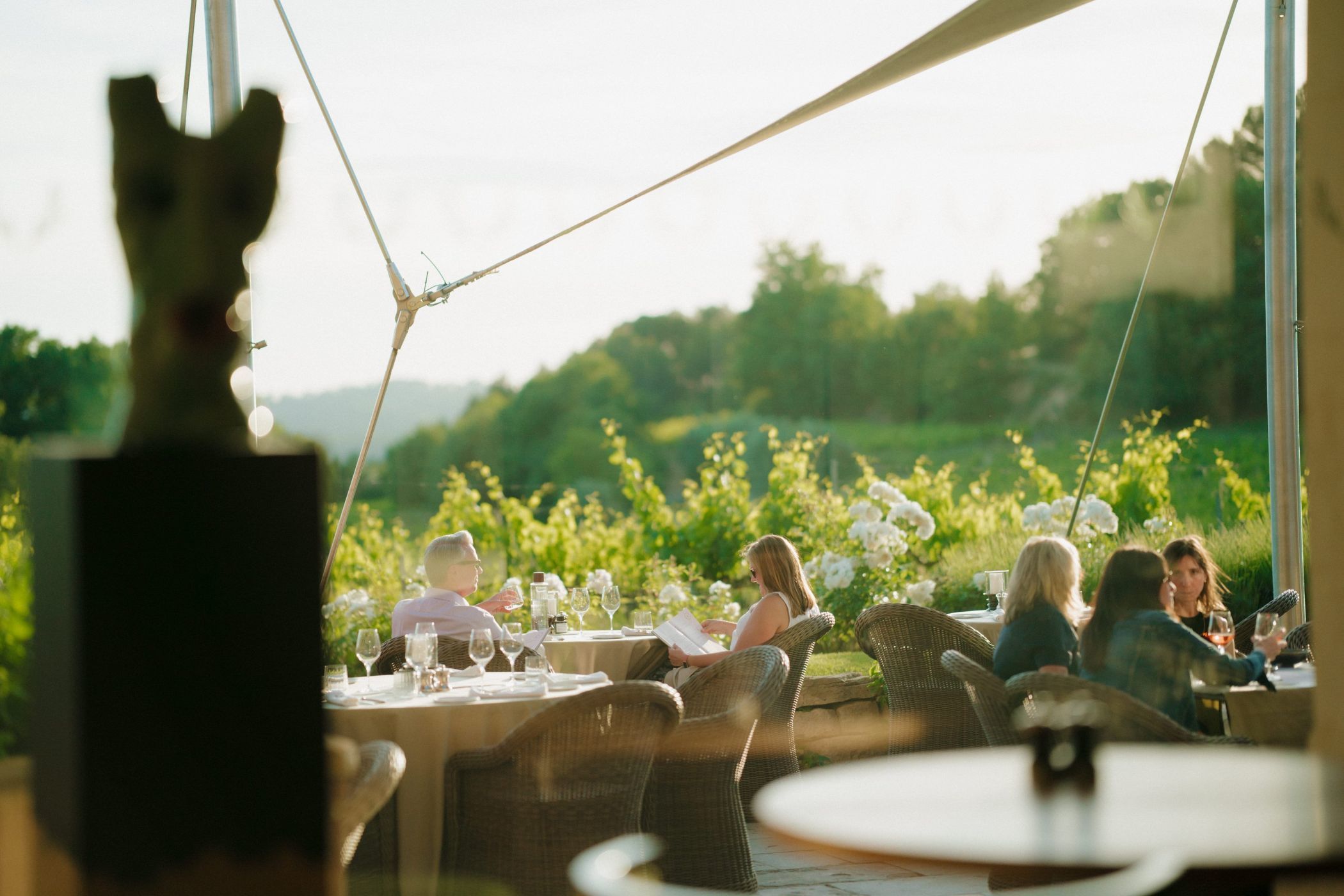 les vignes